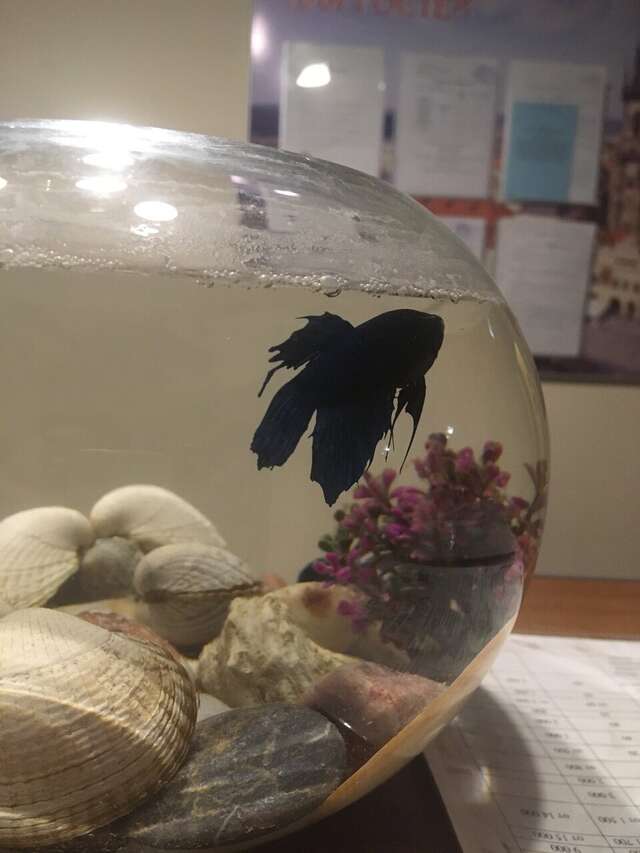 Гостиница Прага Смоленск-113