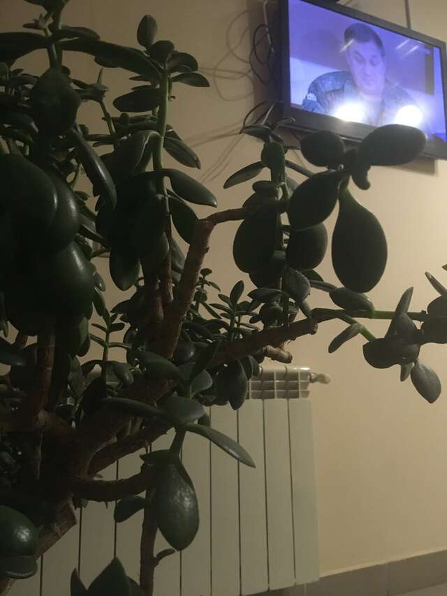 Гостиница Прага Смоленск-118